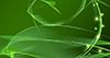 Green ｜ Carp ｜ Gradation --Background ｜ Free material ―― 4K size: 4,096 × 2,160 pixels